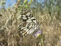 Melanargia ines