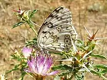 Melanargia russiae