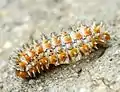 Larva (or caterpillar)