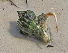 A live Melongena corona rolling over by using its operculum