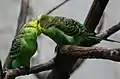 A budgerigar family