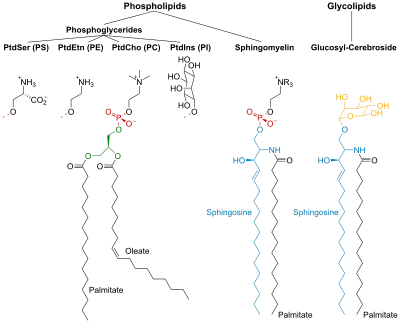 Membrane lipids