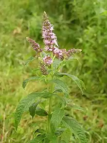 Mentha longifolia ('spike')