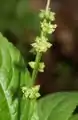 Dog's mercury