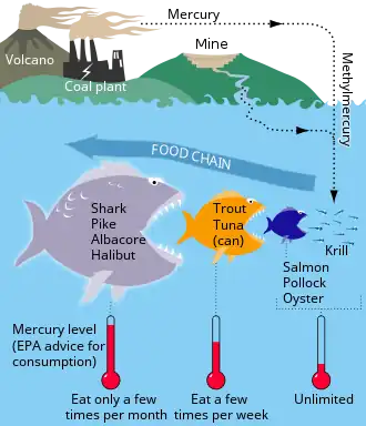 Mercury cycle