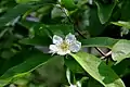 Flower of medlar