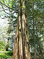 The trunk of an adult tree