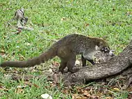 Coati foraging in Playa del Carmen, Mexico