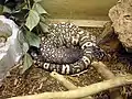 Mexican beaded lizard