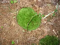 A small clump of moss beneath a conifer (a shady, usually dry place)