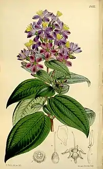 Botanical illustration (as Micranthella candollei)