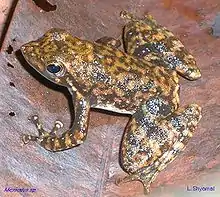 Image 29Black torrent frog Micrixalus saxicolaRanidaeIndia (from Torrent frog)