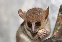 A wide-eyed mouse lemur gnaws at a snack it holds in its hands.