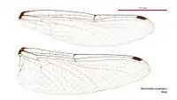 Male wings