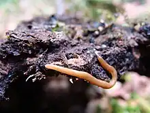 A small, light brown flatworm on what appears to be either soil or bark.