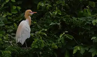 Cattle egret in breeding plumage