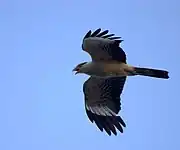 Among the most commonly seen birds of prey in Latin American cities