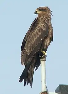 Black kite