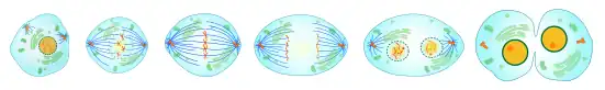 This diagram shows the different steps the cell goes through when it is undergoing cell division.