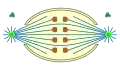 semiopen  orthomitosis