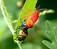 Molting (moulting) jewel bug (3)