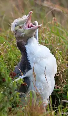 A moulting yellow-eyed penguin