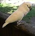 In Tropical Birdland, Leicestershire, England