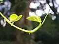 Money Plant Closeup