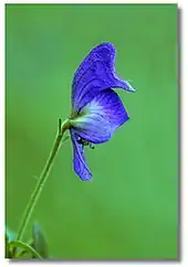 Northern monkshood, blue phase