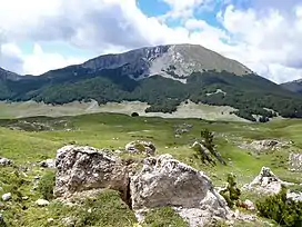 Pollino