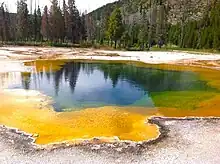 Image 42Archaea were initially viewed as extremophiles living in harsh environments, such as the yellow archaea pictured here in a hot spring, but they have since been found in a much broader range of habitats. (from Marine prokaryotes)