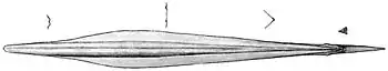 Gladius with cross-sections