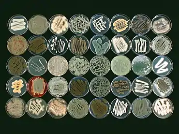 Image 15Morphological diversity of fungi collected from a marine sponge species, Ircinia variabilis (from Marine fungi)