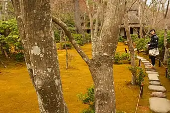 A dormant moss lawn in Kyoto, winter.