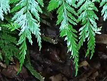 Asplenium bulbiferum