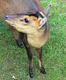 Female, Prague Zoo