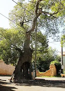 C. australis Muntic, Croatia, planted in the early 16th century.