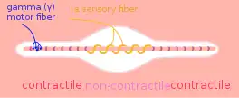 Muscle spindle