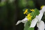 Mussaenda pubescens in China