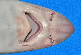 Head