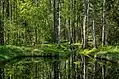 Mustoja Landscape Conservation Area is the biggest protected area in Põlva County