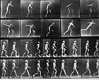 Eadweard Muybridge Self-portrait as man throwing, climbing and walking, circa 1893