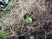 Birds and their nest in Santiago, Chile