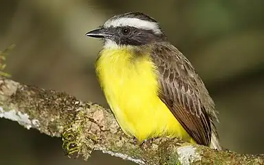 Social flycatcher