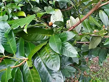 Leaves and fruits