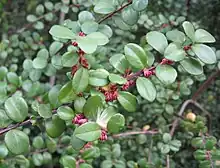 Flowers and leaves of Myrsine africana