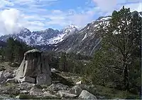 Mountain pine in the Néouvielle massif