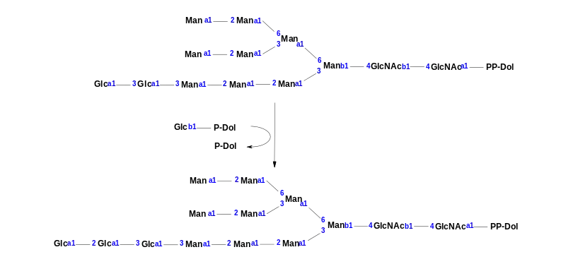 This is the chemical reaction that is mediated by the enzyme Dolichyl-P-Glc:Glc2Man9GlcNAc2-PP-dolichol alpha-1,2-glucosyltransferase