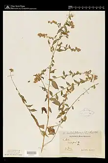 Herbarium specimen collected by T. Nuttall, 1831, in New Jersey. Identified as Symphyotrichum lateriflorum var. horizontale. Hand labeled Aster divergens and Aster lateriforus (L.) Britten. New York Botanical Garden Steere Herbarium.