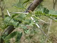 Spines and leaves